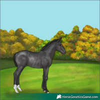Horse Color:Black Rabicano 