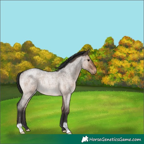 Horse Color:Brown Roan Dun Rabicano 
