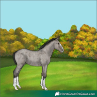 Horse Color:Grullo Roan Splash Rabicano
