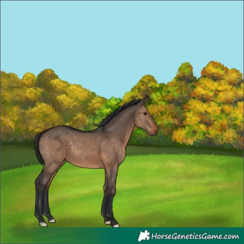 Horse Color:Brown Dun Rabicano 