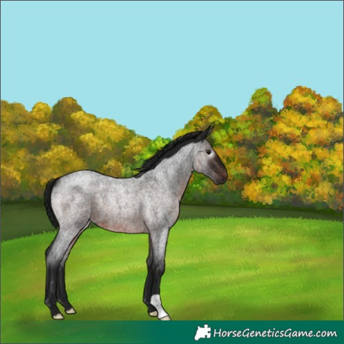 Horse Color:Gray Brown Roan 