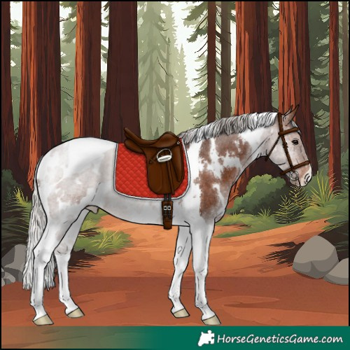 Horse Color:White Spotted Silver Brown Tobiano Rabicano 