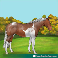 Horse Color:Silver Bay Tobiano Appaloosa 