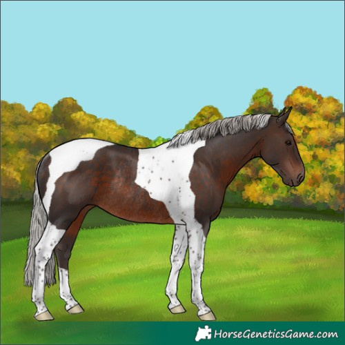 Horse Color:Silver Brown Tobiano Rabicano 