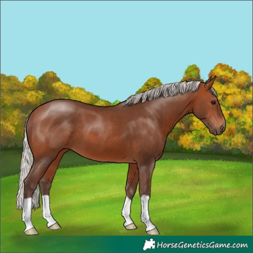 Horse Color:Silver Brown