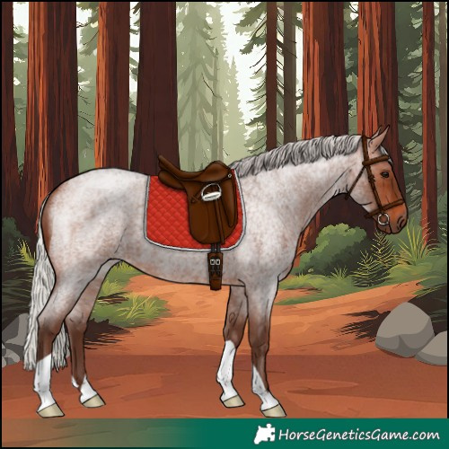 Horse Color:Silver Brown Roan 