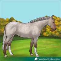 Horse Color:Silver Grullo Roan 