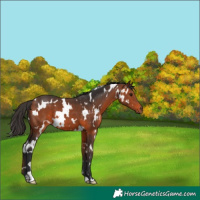 Horse Color:White Spotted Bay 