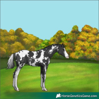 Horse Color:White Spotted Black Sabino 