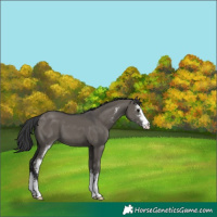 Horse Color:Grullo Sabino 