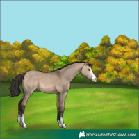 Horse Color:Brown Dun Sabino