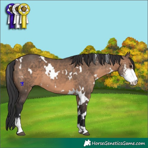 Horse Color:White Spotted Brown Dun Sabino 