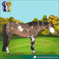 Horse Color:White Spotted Brown Dun Sabino 