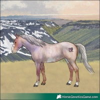 Horse Color:Silver Blue Roan Pearl Frame 