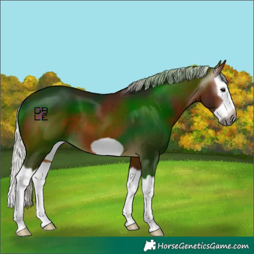 Horse Color:Gray Silver Bay Splash Frame