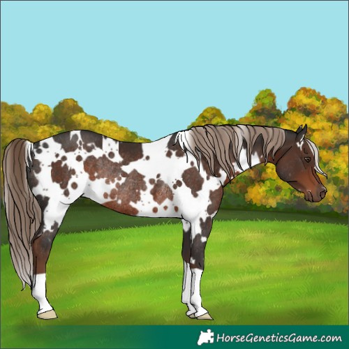 Horse Color:White Spotted Liver Chestnut Rabicano 