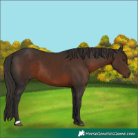 Horse Color:Liver Chestnut 