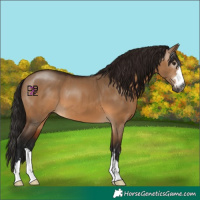 Horse Color:Gray Bay Dun