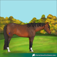 Horse Color:Bay 