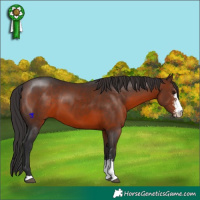 Horse Color:Brown Sabino