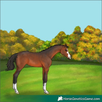 Horse Color:Brown 