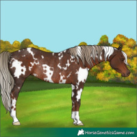 Horse Color:White Spotted Liver Chestnut Rabicano 