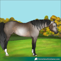 Horse Color:Gray Brown Dun 