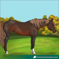 Horse Color:Liver Chestnut 