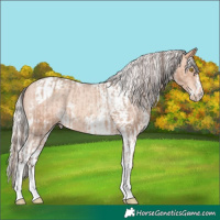 Horse Color:Amber Champagne Sabino Tobiano Appaloosa and Silver Amber Champagne Sabino Tobiano Appaloosa