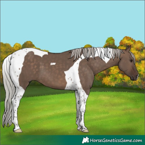 Horse Color:Silver Brown Dun Tobiano