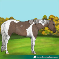 Horse Color:Silver Brown Dun Tobiano 