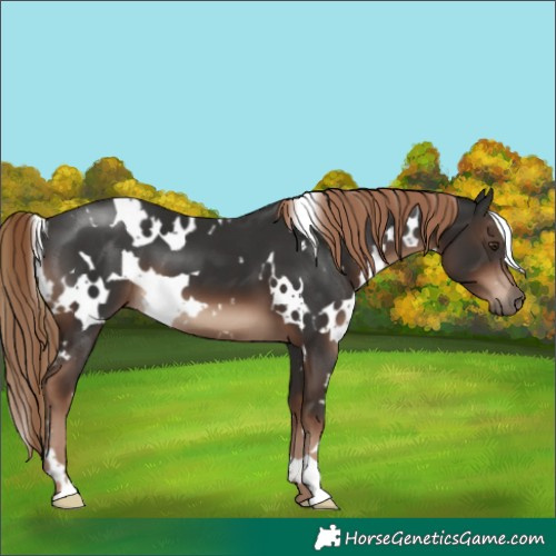 Horse Color:White Spotted Liver Chestnut 