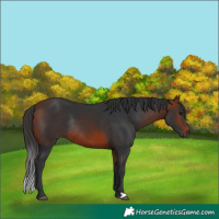 Horse Color:Bay Rabicano