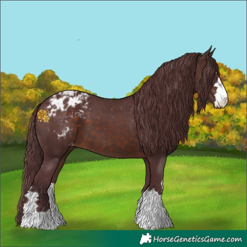 Horse Color:Chocolate Brown Appaloosa 