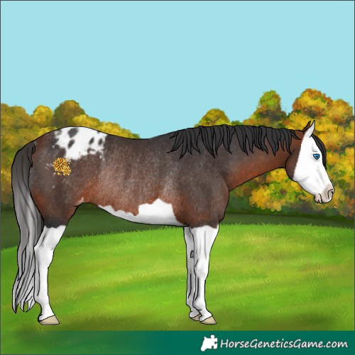Horse Color:Bay Splash Appaloosa Rabicano 