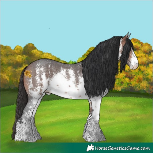 Horse Color:White Spotted Bay Sabino Rabicano 
