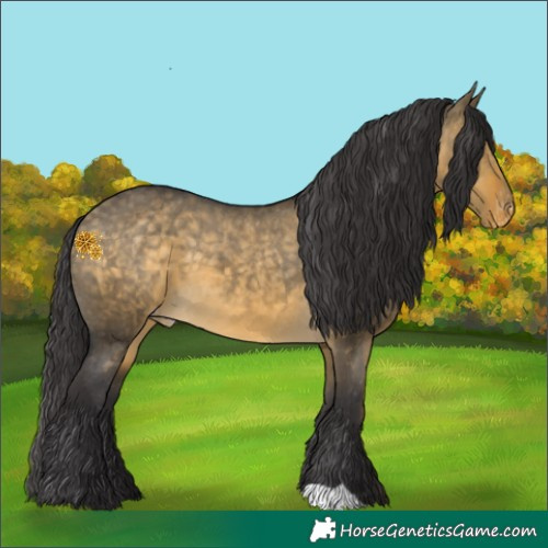 Horse Color:Buckskin Dun Appaloosa 