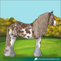 Horse Color:Chocolate Palomino Sabino