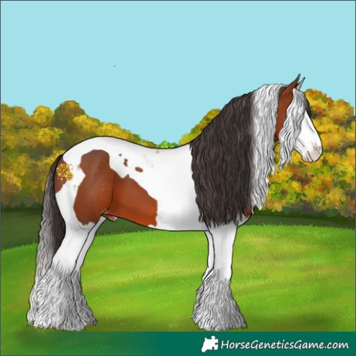 Horse Color:Bay Splash Tobiano Appaloosa