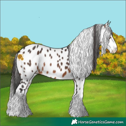 Horse Color:White Spotted Brown Leopard 