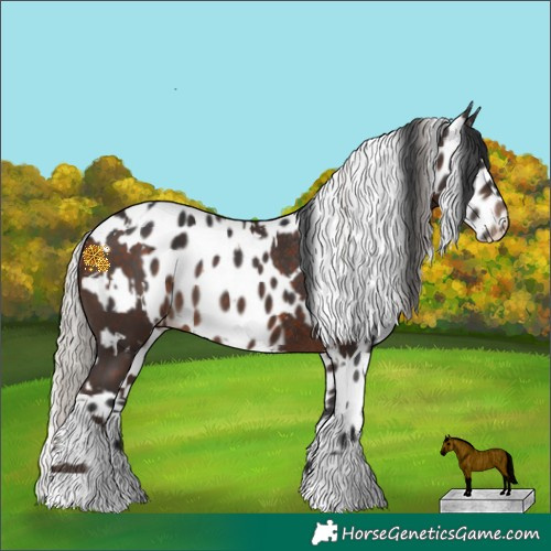 Horse Color:White Spotted Silver Brown Rabicano  and Brown Appaloosa 