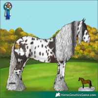Horse Color:White Spotted Silver Brown Rabicano  and Brown Appaloosa 