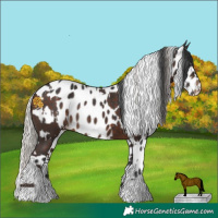Horse Color:White Spotted Silver Brown Rabicano  and Brown Appaloosa 