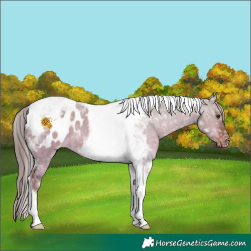 Horse Color:Liver Red Dun Ice Tobiano Appaloosa 