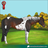 Horse Color:Brown Tobiano Appaloosa 