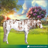 Horse Color:Chestnut Sabino 
