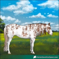Horse Color:Chestnut Sabino