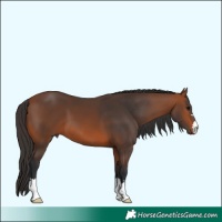 Horse Color:Bay 