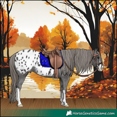 Horse Color:Smoky Black Blanket 