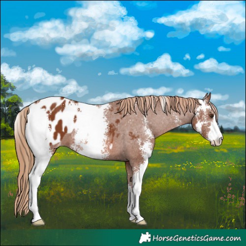 Horse Color:Chestnut Sabino Appaloosa